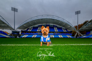 GZ8_4287-HTFC_terriers